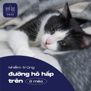 275293216 1484307978631500 604911422201368237 n