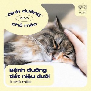 277244855 1494346754294289 2029295296068638390 n