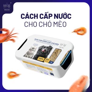 TOP 5 WAYS TO REHYDRATE YOUR PET THAT YOU SHOULD KNOW 6 1