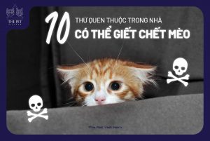 279586588 1520400241688940 8090630018649352082 n