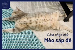 Cách nhận biết