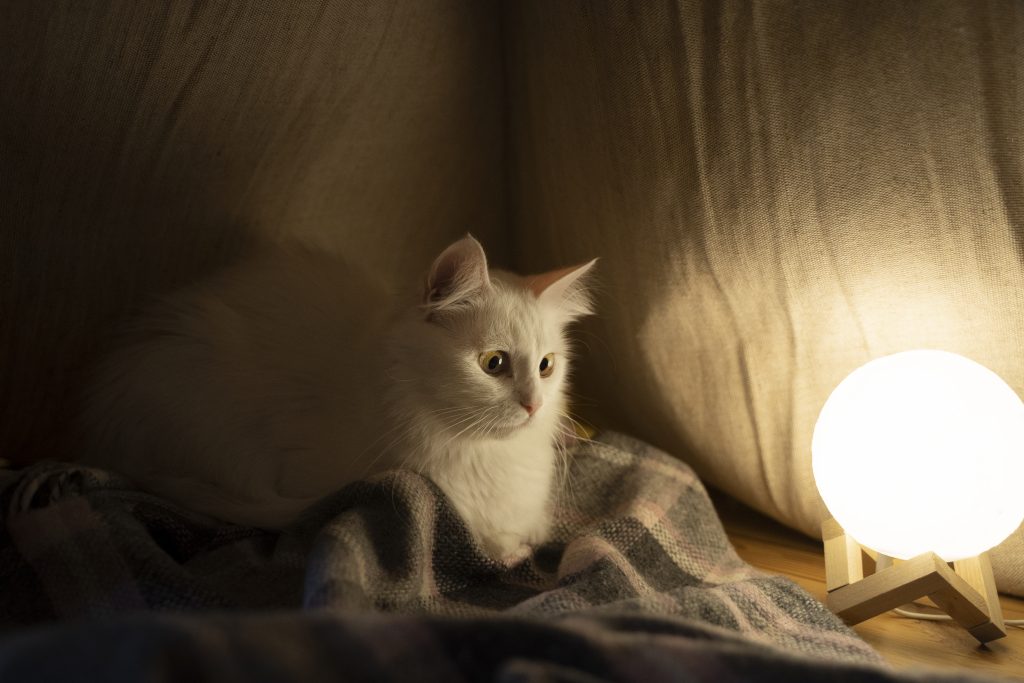 close up cat near light bulb