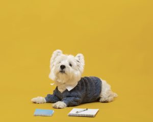 cute little dog impersonating business person 1