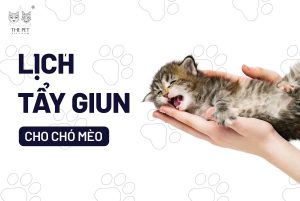 292163456 1567606933634937 8731547886513810139 n