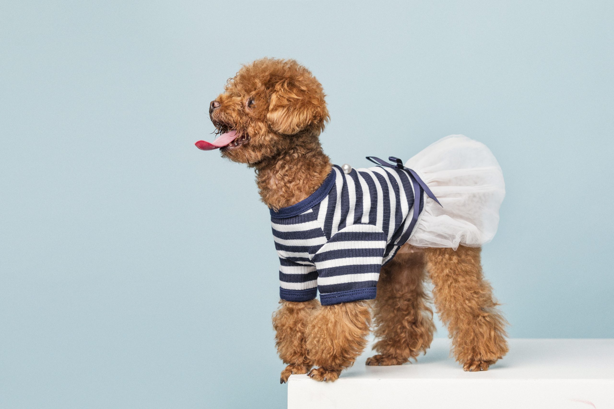 Công thức làm pate cho chó Poodle nhanh - tiết kiệm 2022