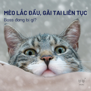 MÈO LẮC DẦU GÃI TAI LIÊN TỤC