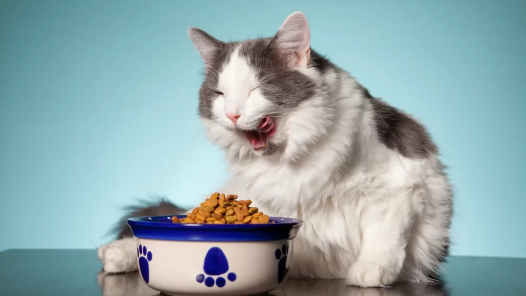 Chọn thức ăn cho mèo - dạng khô, dạng ướt hay kết hợp cả hai