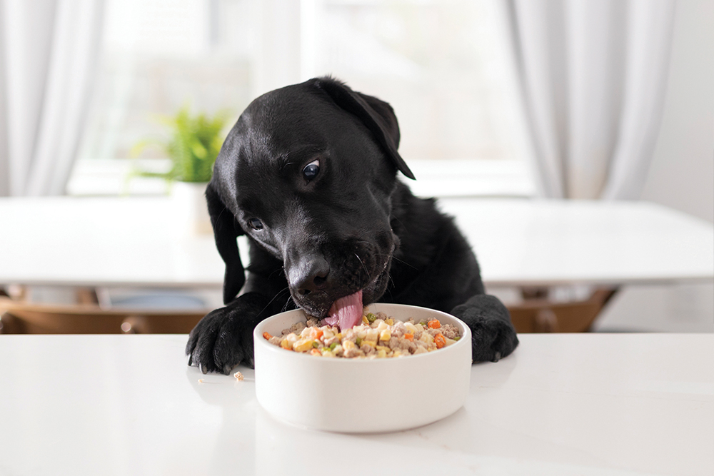 Một khởi đầu tốt khi chọn đồ ăn cho chó là sen cần đảm bảo rằng đồ ăn đó phải đầy đủ và cân đối