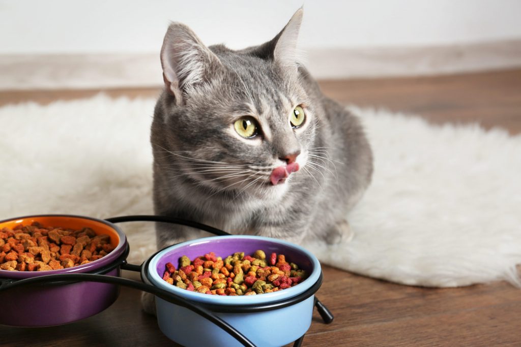 5 sự thật gây sốc về thức ăn cho mèo