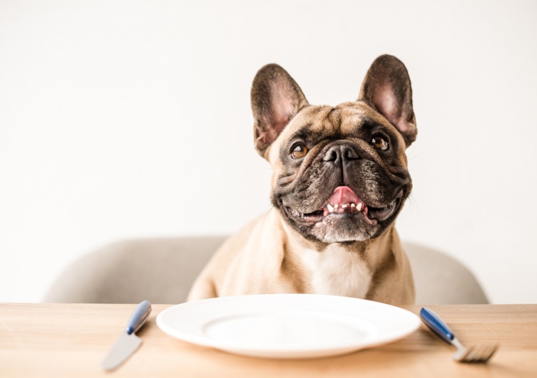 Hãy chuyển thức ăn cho chó của bạn sang công thức do một công ty thức ăn cho chó chất lượng cao phát triển
