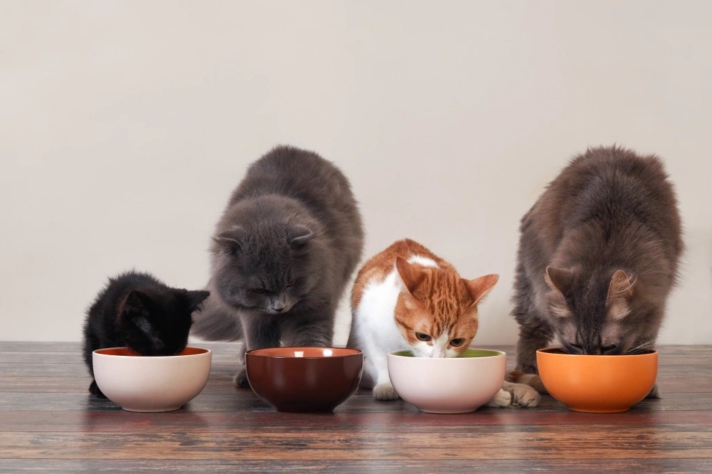 Làm cách nào để thay đổi thức ăn cho mèo con?
