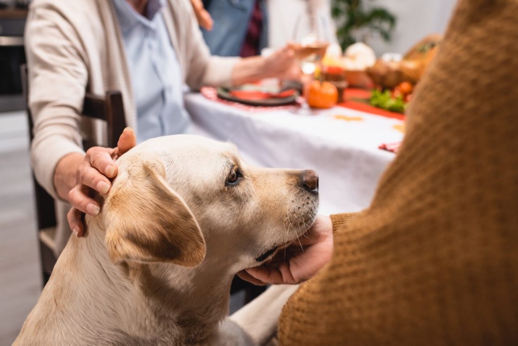 Thường xuyên thay đổi thức ăn cho chó, liệu có hại không? 