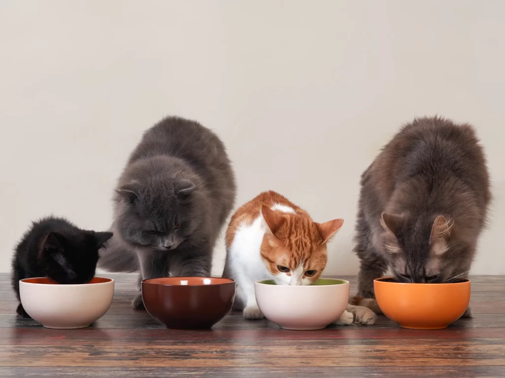 Muốn đuổi ruồi khỏi thức ăn cho mèo, bạn nên đặt thức ăn cách xa nhà bếp