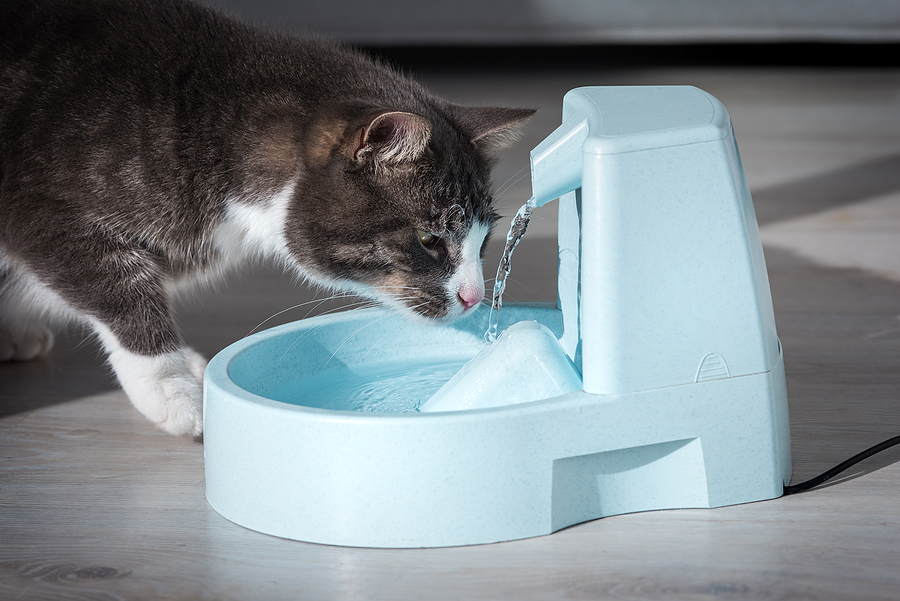 Bảy mươi phần trăm của một con mèo là nước.
