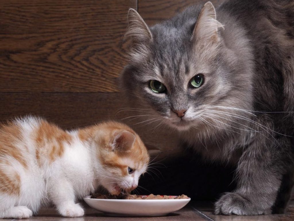 Khi nào nên chuyển từ thức ăn cho mèo con sang thức ăn mèo trưởng thành? 