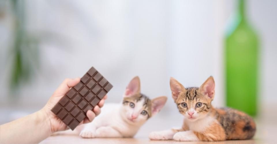 Mèo không nên ăn socola hoặc bất kỳ loại thực phẩm nào có chứa cacao dưới mọi hình thức