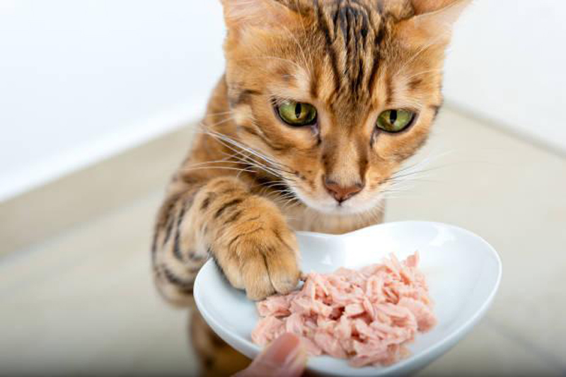 Mèo bị nhiễm trùng đường hô hấp và tắc nghẽn xoang có thể thích thức ăn ướt hơn