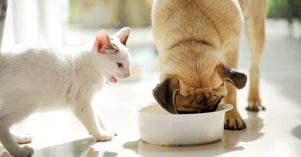 Chó có thể ăn thức ăn cho mèo, nhưng không nên thường xuyên