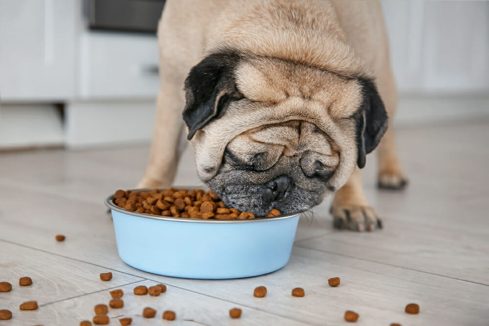Bạn chỉ nên đột ngột thay đổi thức ăn cho chó là nếu nó được bác sĩ thú y khuyên dùng