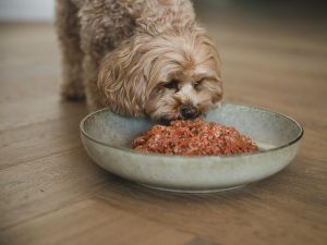 Chỉ ăn mỗi pate cho chó, boss cưng có khỏe mạnh không?