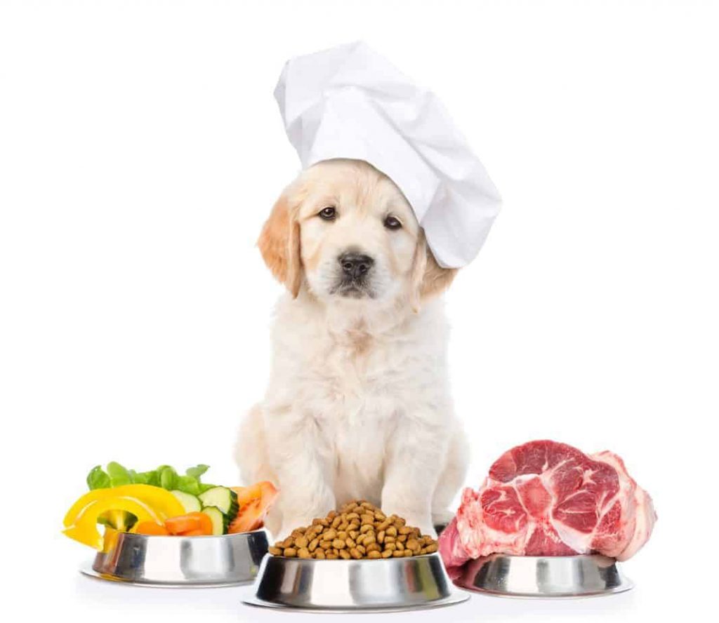 Tầm quan trọng của protein trong thức ăn cho chó