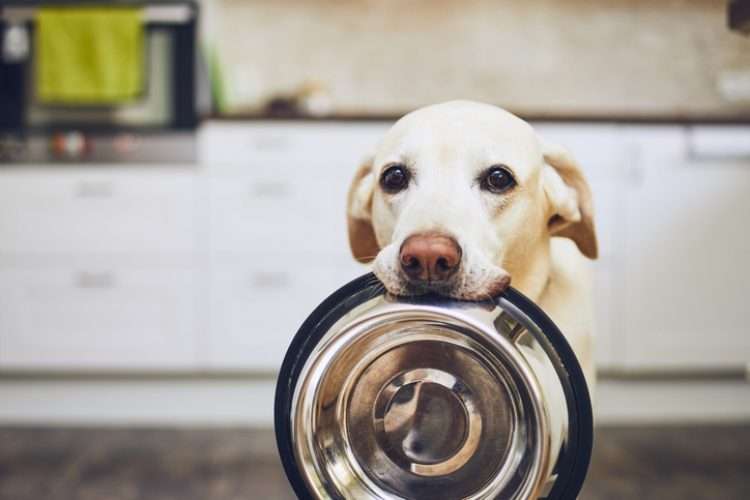 Chế độ ăn của chó con cũng chứa hàm lượng vitamin và khoáng chất nhất định cao hơn