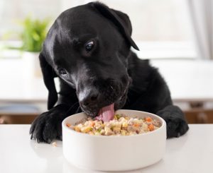 Tầm quan trọng của protein trong thức ăn cho chó