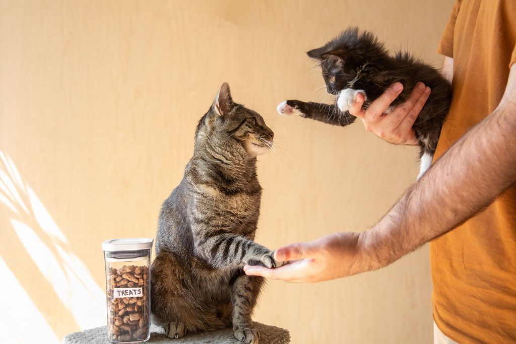 Thức ăn cho mèo con có lợi cho mèo trưởng thành không?