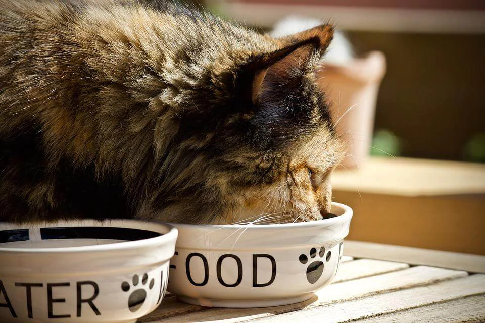 5 nhóm chất nhất định phải có trong thức ăn cho mèo 