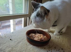 Tại sao các boss thích lấy pate cho mèo ra khỏi bát để ăn?