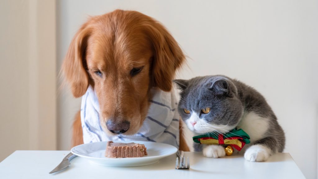mèo ngồi cạnh nhìn chó ăn bánh