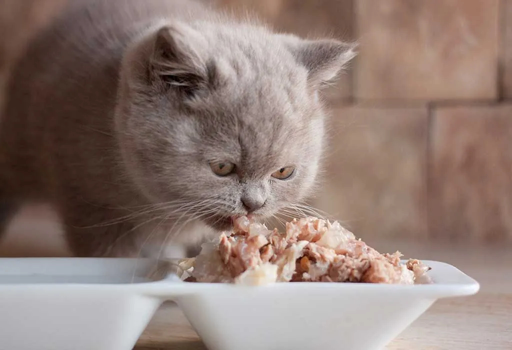 Nấu pate cho mèo tại nhà có thể đắt hơn so với mua thức ăn đóng hộp hoặc thức ăn khô