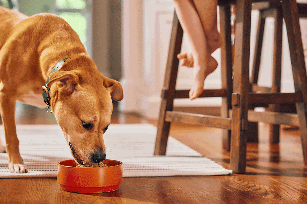 Thời gian là chìa khóa nếu bạn muốn bắt đầu cho ăn luân phiên thức ăn cho chó