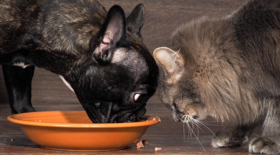 Nếu bổ sung vitamin E vào thức ăn chó mèo sai cách hoặc lạm dụng sẽ rất nguy hiểm