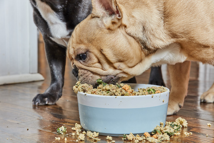 Thức ăn cho chó đóng hộp thơm ngon, hấp dẫn hơn thức ăn khô nhiều