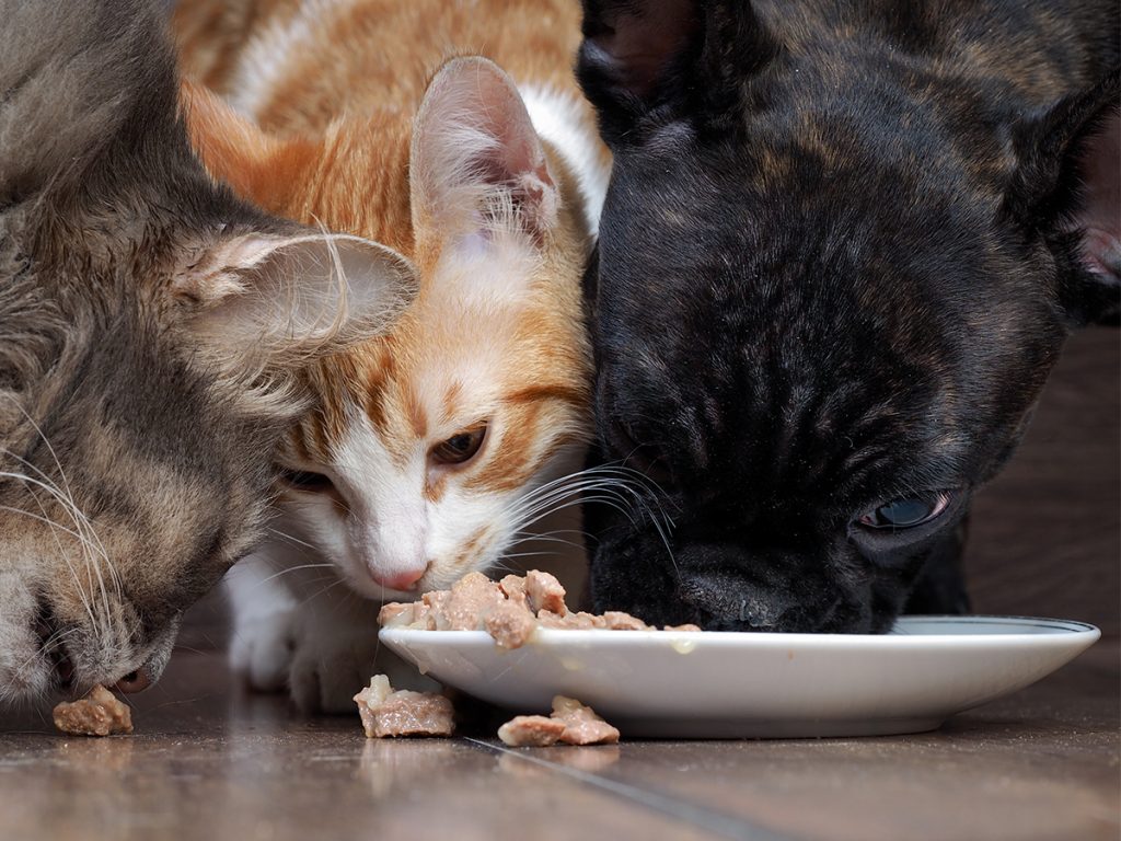 Vitamin E cho chó mèo tốt nhất nên được cung cấp bằng đường uống, trong thức ăn hoặc qua chất bổ sung
