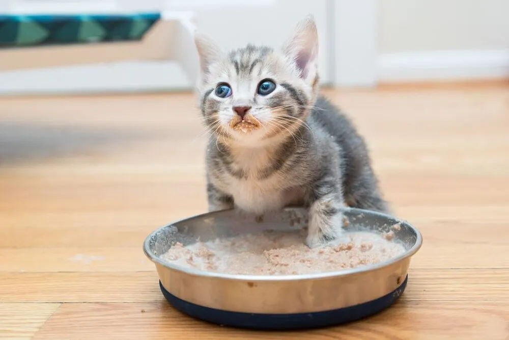 Thức ăn cho mèo con ở dạng khô vẫn nên để ngoài cho ăn tự do, rửa bát mỗi ngày một lần
