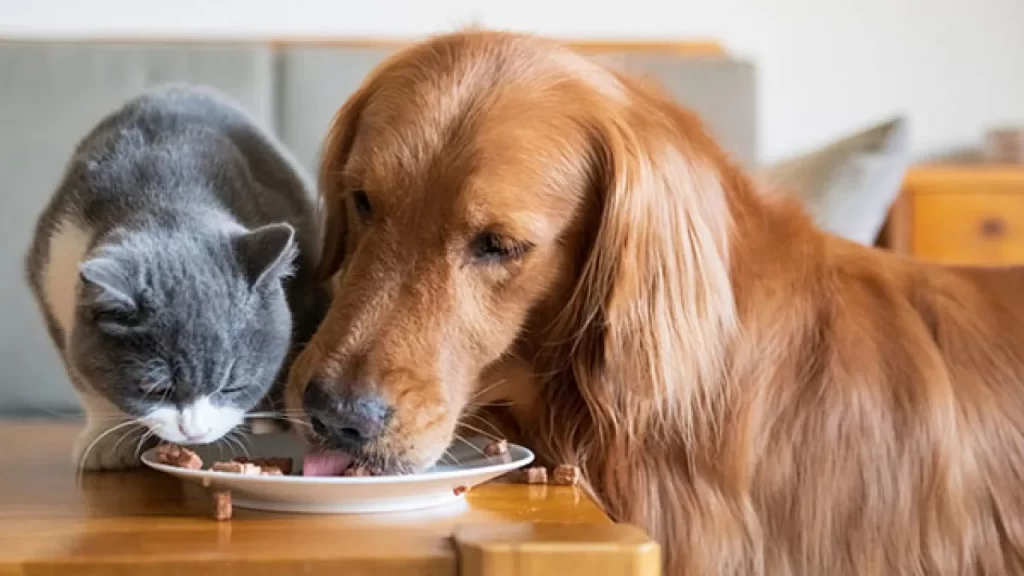 Chất độn trong thức ăn chó mèo sẽ khiến thú cưng cảm thấy no hơn