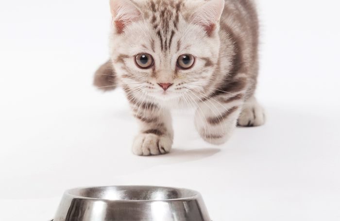 Mèo bỏ ăn cũng có thể do chúng cảm thấy thức ăn được đặt gần thứ gì đó khiến chúng sợ hãi