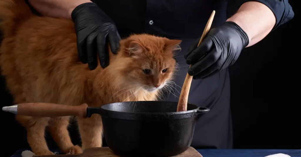 Ưu nhược điểm khi tự nấu pate cho mèo tại nhà 