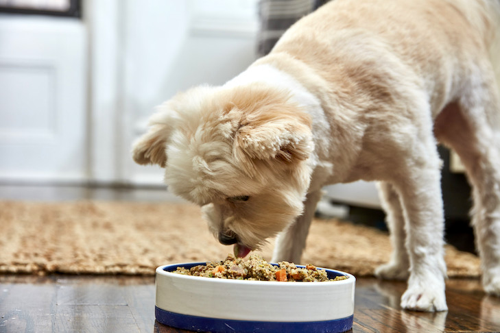 Các boss có thể trải nghiệm hương vị thức ăn cho chó không? 