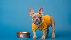 Mẹo chọn thức ăn cho chó dành cho các boss da khô