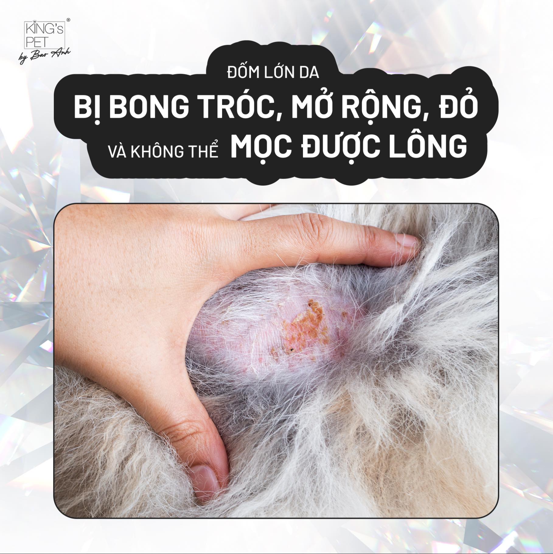 King' s Pet By Bao Anh heo rau củ - hỗ trợ chó bị viêm da