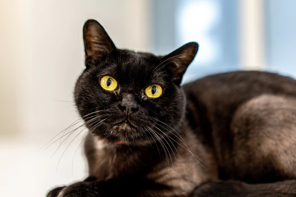 Mèo Bombay với bộ lông màu đen "huyền bí"