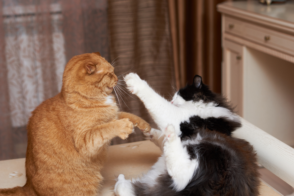 Đại chiến “mèo đánh nhau”: Đâu là nguyên nhân và giải pháp ngăn chặn 
