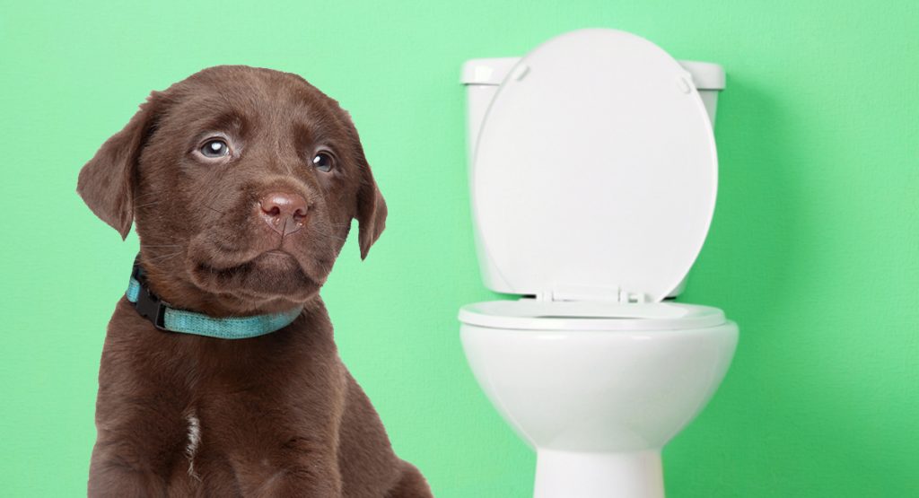 Cách dạy chó đi vệ sinh đúng chỗ: chỉ trong 5 bước đơn giản