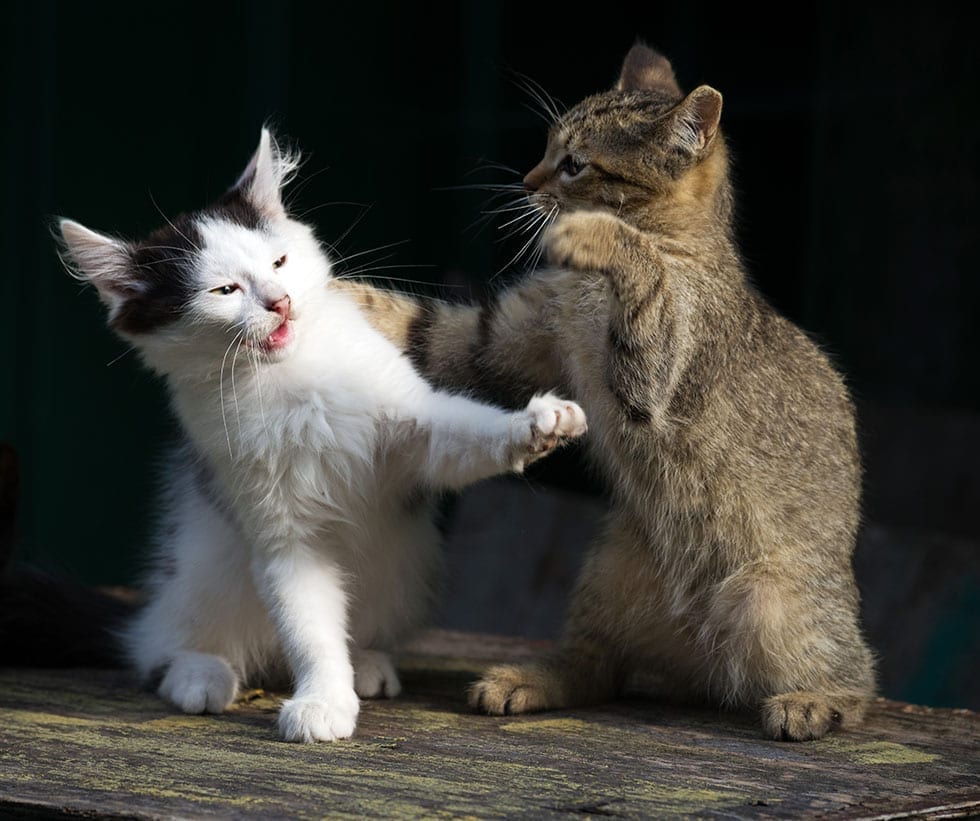 Cách ngăn chặn mèo đánh nhau với một con mèo mới trong nhà?