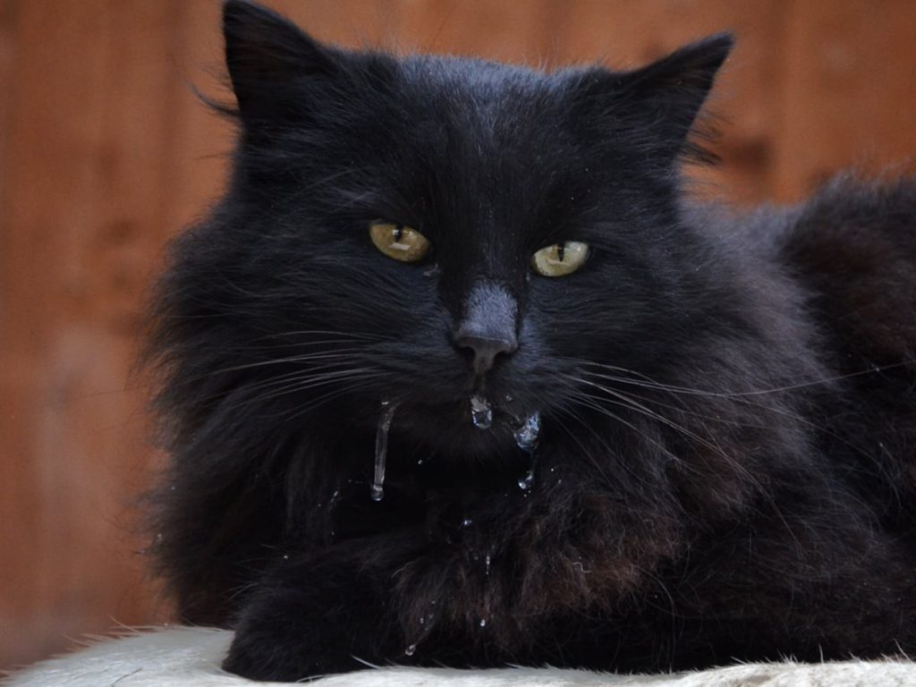 Pate King’s Pet by Bảo Anh sẽ là chìa khóa vàng cải thiện khẩu vị cho mèo cưng