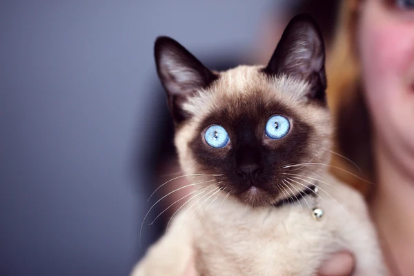 Mèo Xiêm nổi bật với đôi mắt to tròn, màu xanh dương đặc biệt