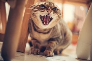 Dấu hiệu mèo ghét bạn và tuyệt chiêu “chữa lành” hiệu quả